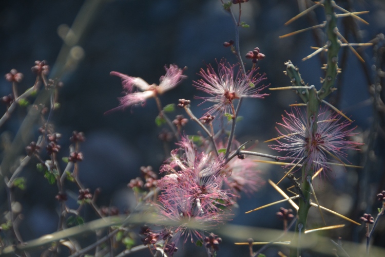 fairy duster